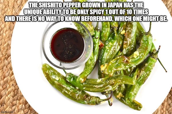 interestingfacts13_029