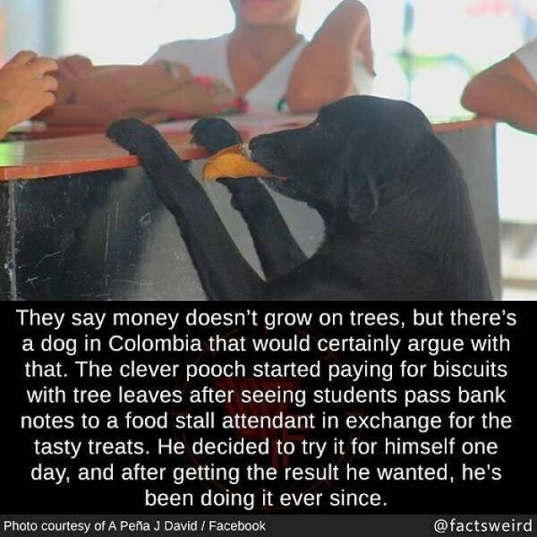 interestingfacts14_037