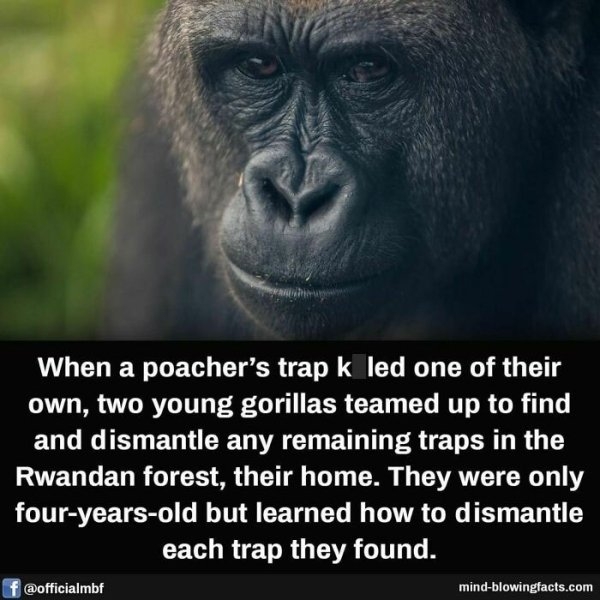 interestingfacts15_002