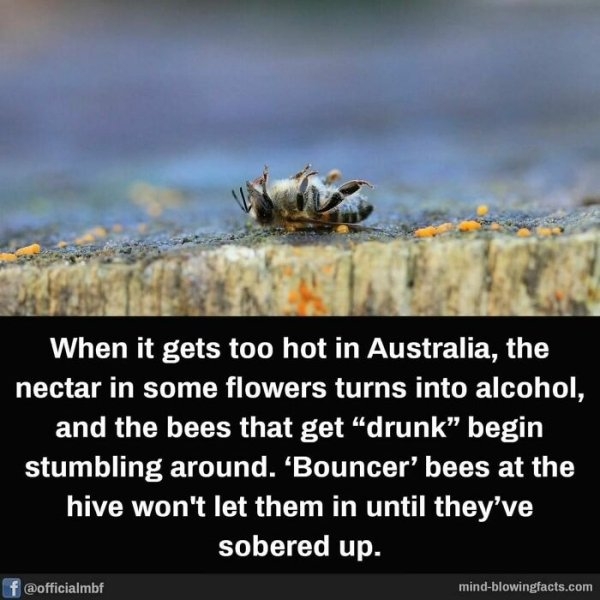 interestingfacts15_016