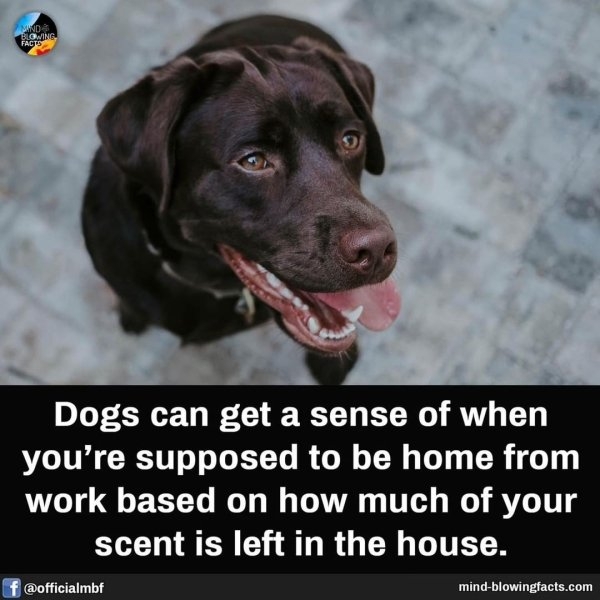 interestingfacts15_025