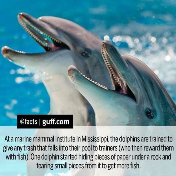 interestingfacts17_016