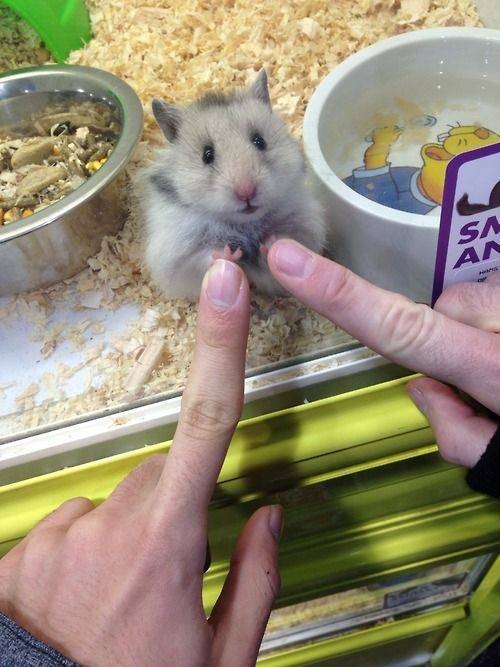 randompics502_060