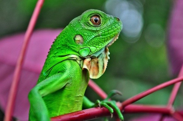 reptiles_002
