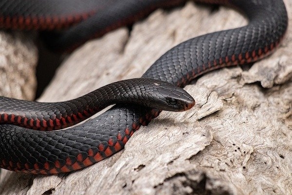 reptiles_003
