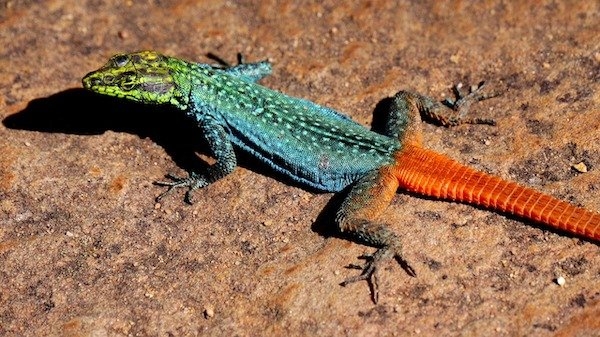 reptiles_004