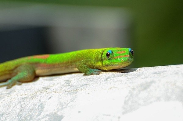 reptiles_005