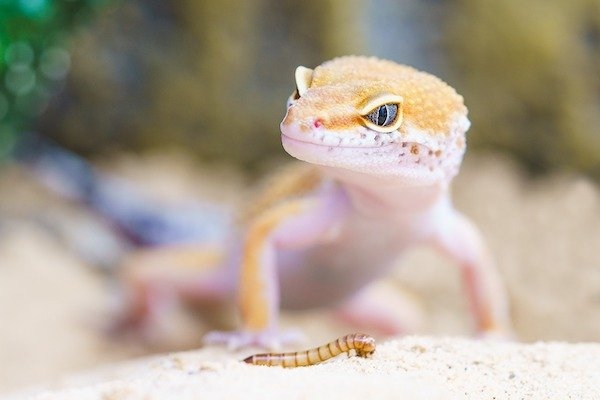 reptiles_006