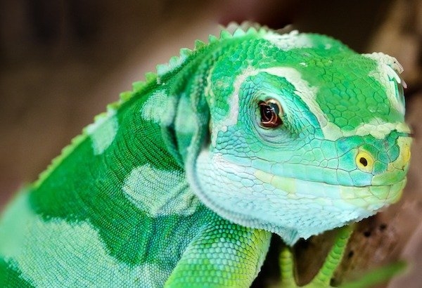 reptiles_007