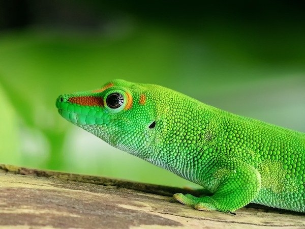 reptiles_008