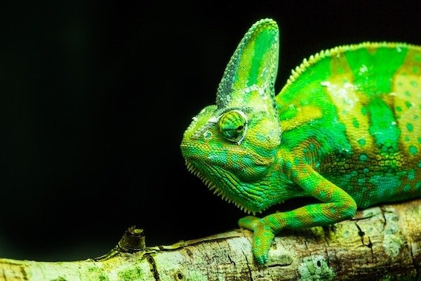 reptiles_009