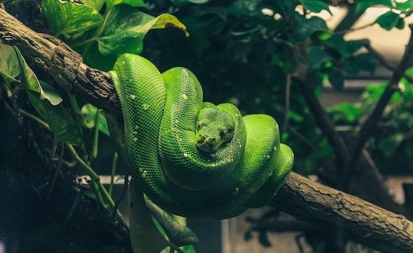 reptiles_011