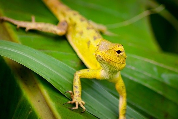 reptiles_012