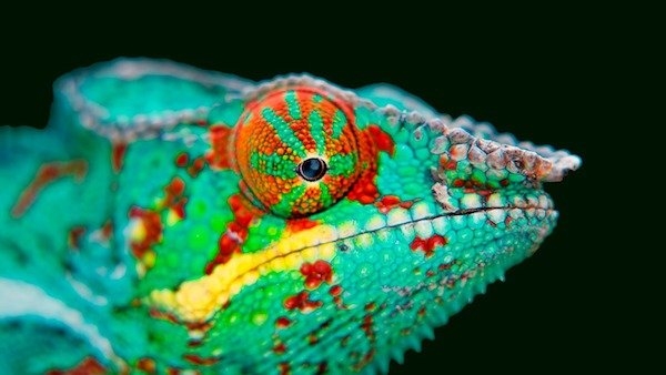 reptiles_013