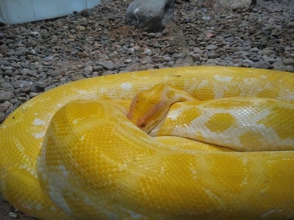 reptiles_014