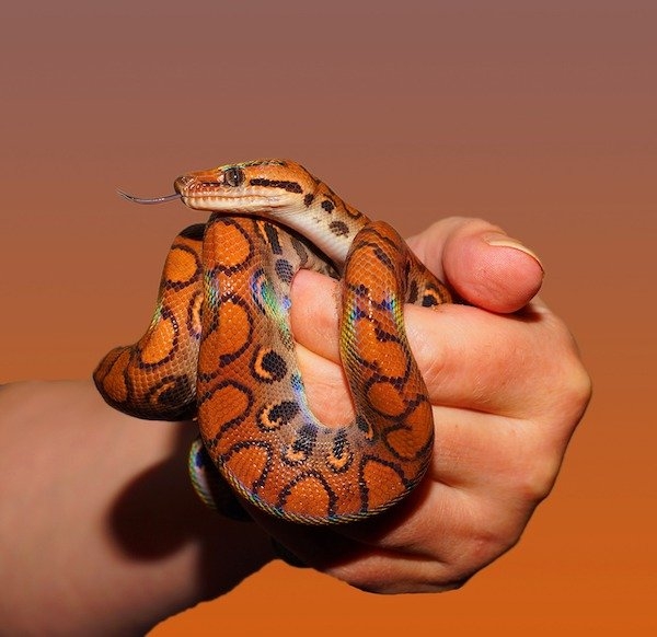 reptiles_015