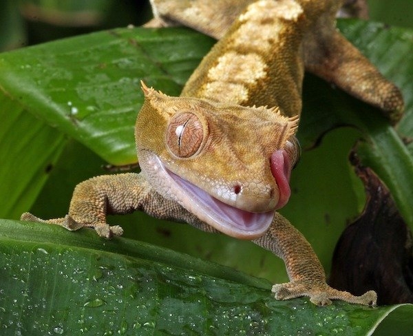 reptiles_017