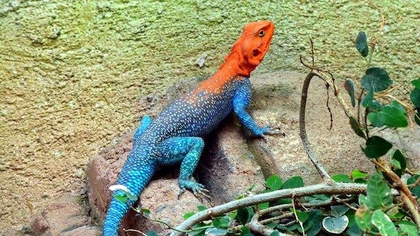 reptiles_018