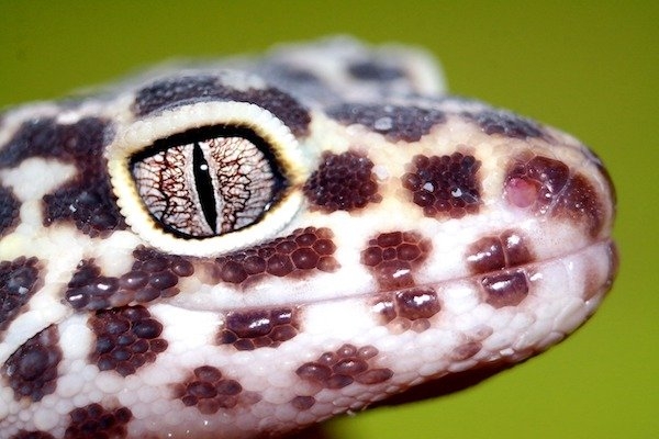 reptiles_019