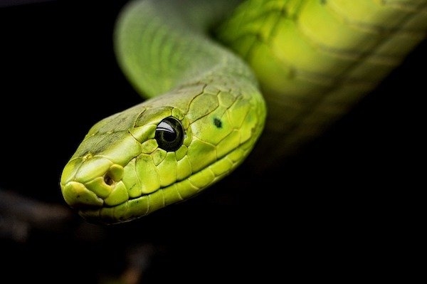 reptiles_020