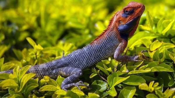 reptiles_021