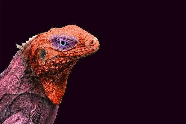 reptiles_022