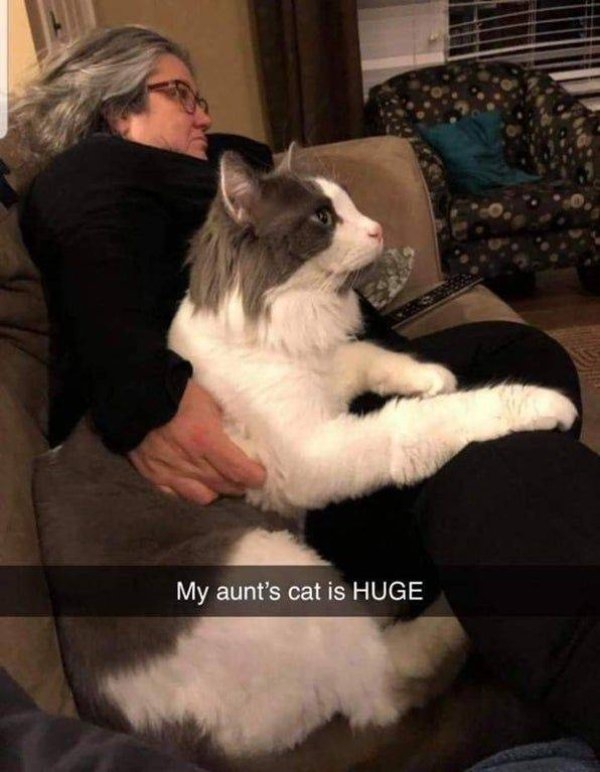 funnycats4_013