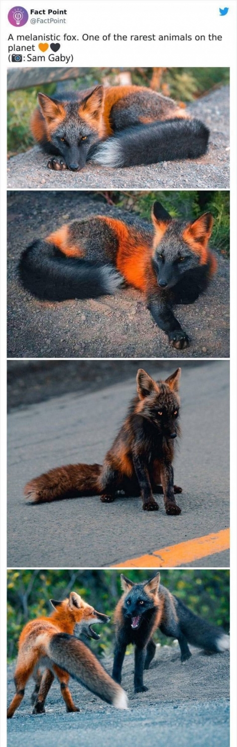 interestingfacts18_015