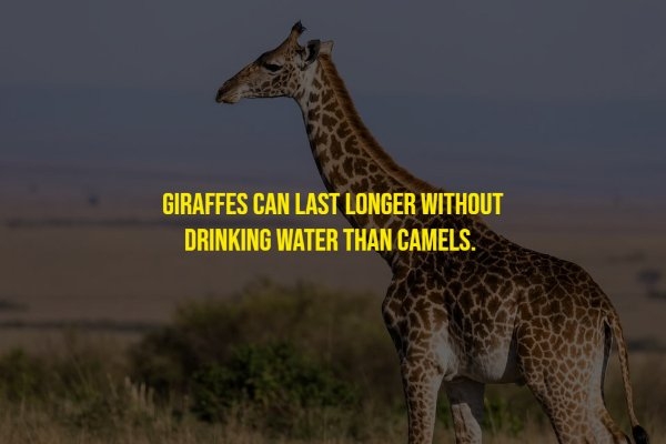 interestingfacts20_012