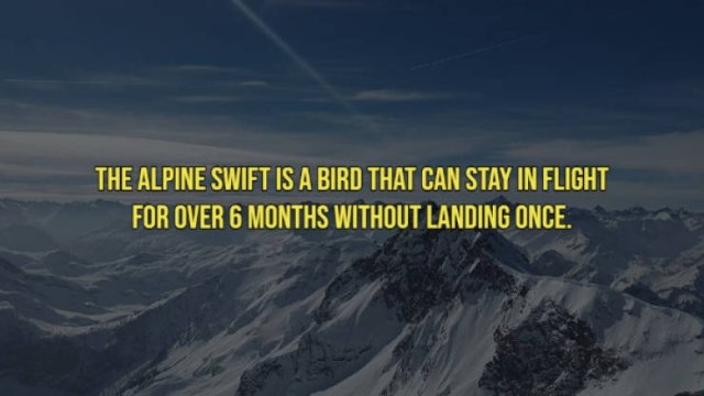 interestingfacts21_012