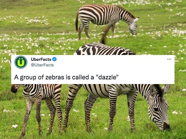 interestingfacts21_015