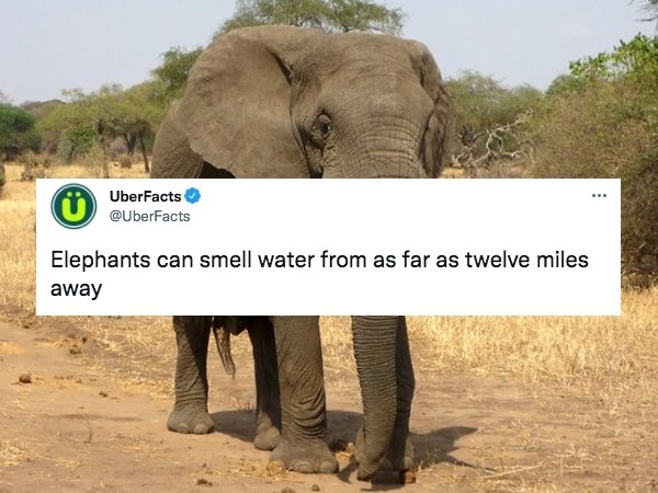 interestingfacts21_021