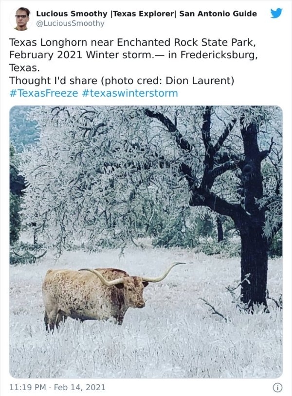 texassnowmageddon_007