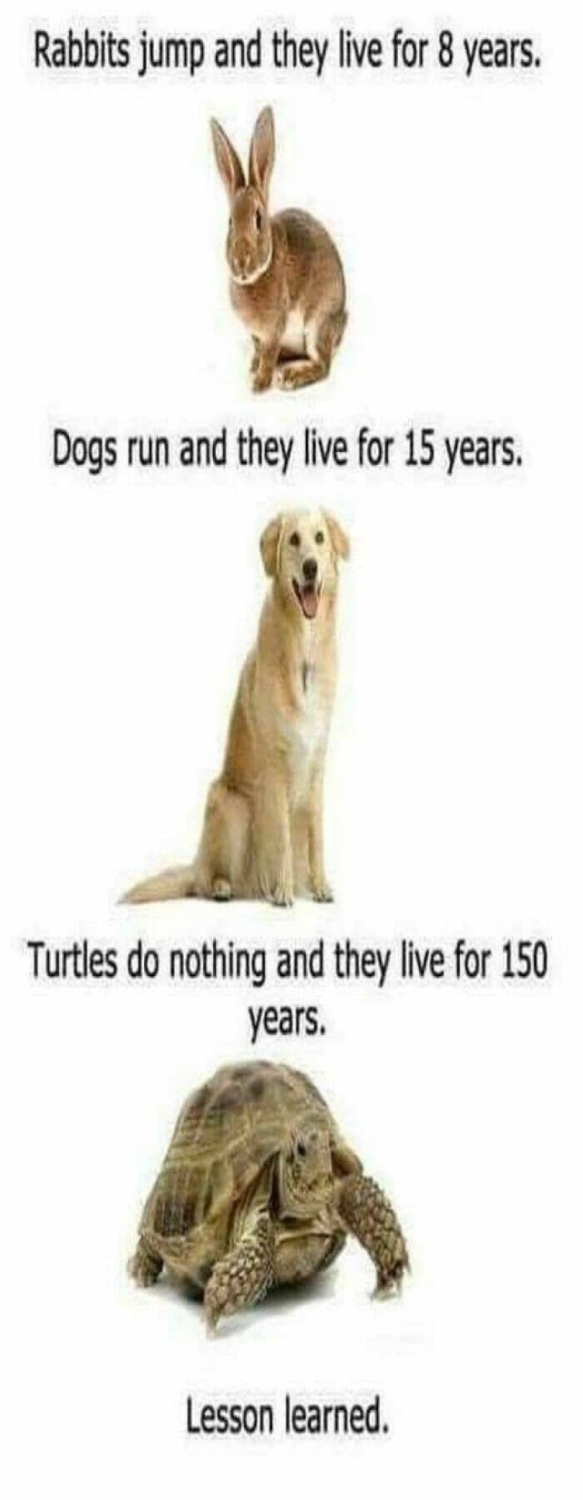 animalmemes_025