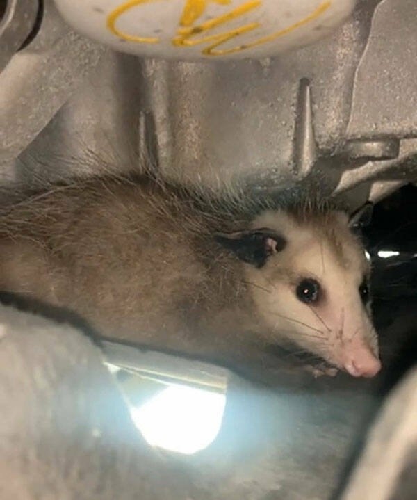 carmechanicswtf3_023