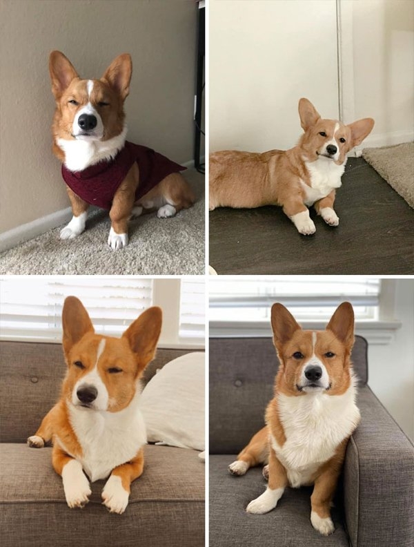 corgis2_008