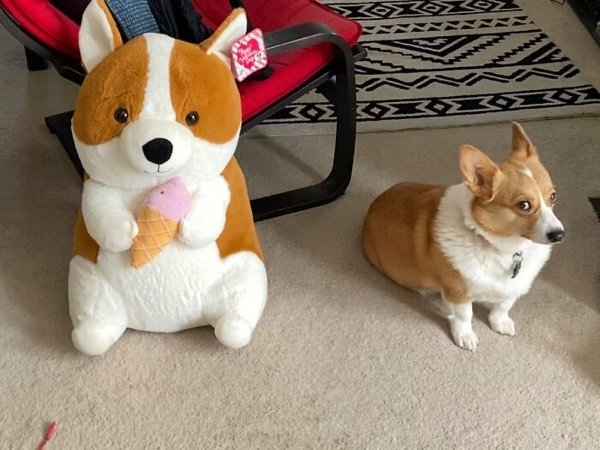 corgis2_009