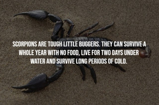 egyptfacts3_008