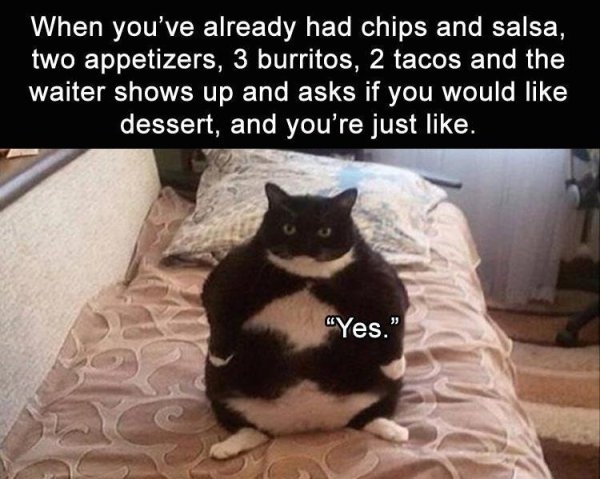 fatmemes_008