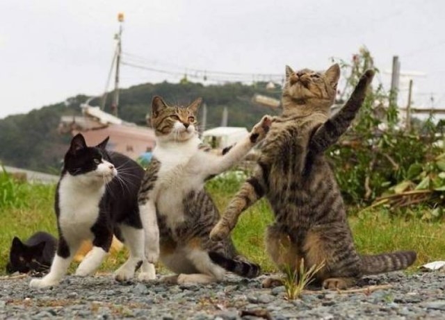 funnyanimals4_001