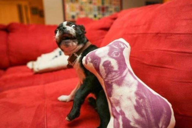 funnyanimals4_002