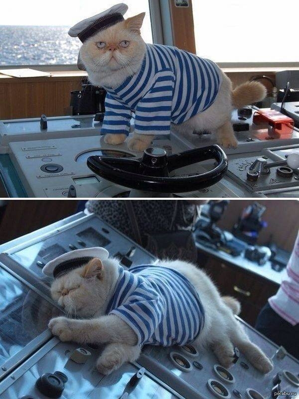 funnyanimals4_003