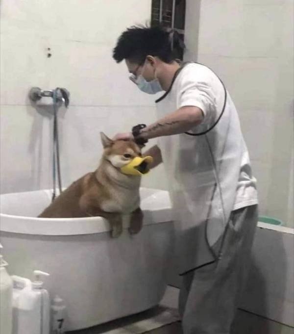 funnyanimals4_004