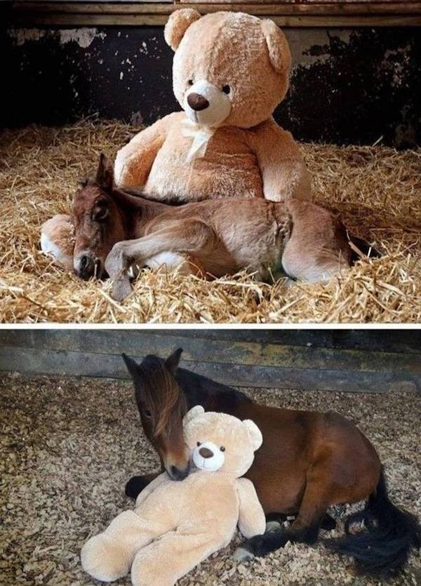 funnyanimals4_007