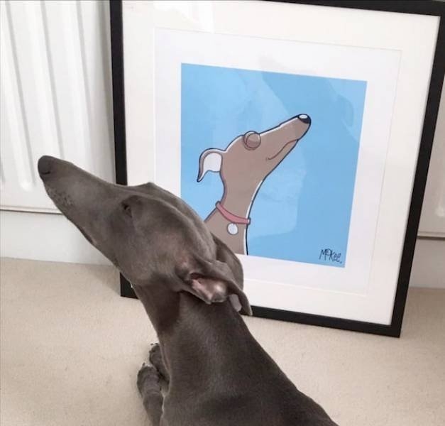 funnyanimals4_008