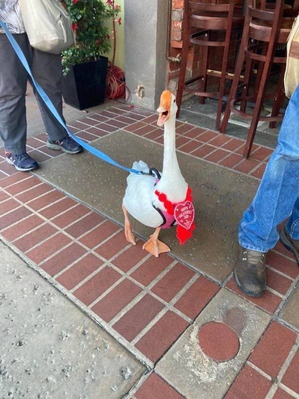 funnyanimals4_009