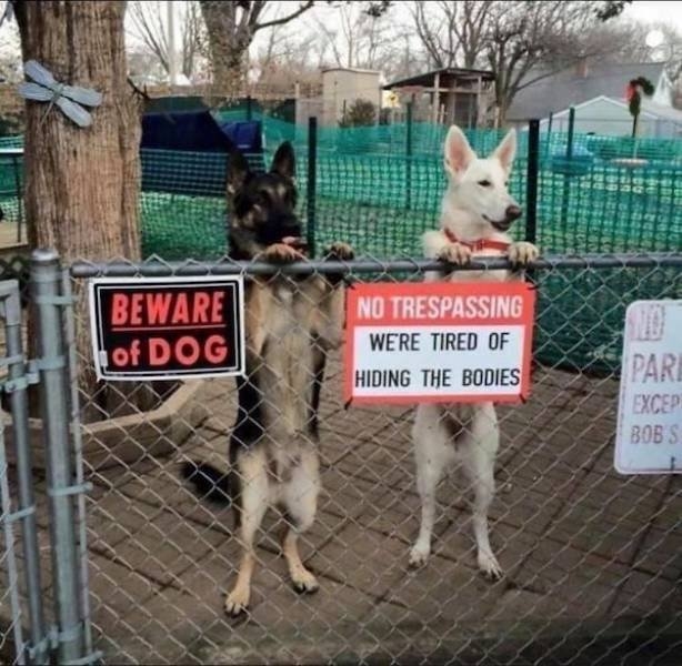 funnyanimals4_010