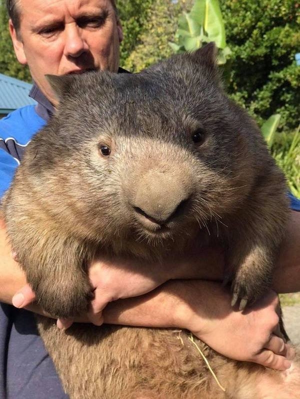 funnyanimals4_011