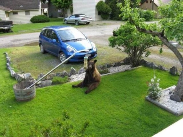 funnyanimals4_012