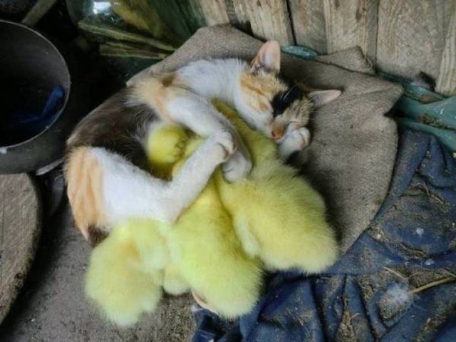 funnyanimals4_014